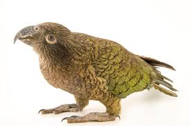 Birds behaving badly Birds behaving badly