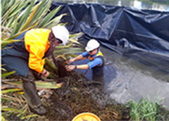 Protecting lampray fishes in Christchurch